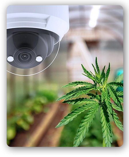 CANNABIS SECURITY